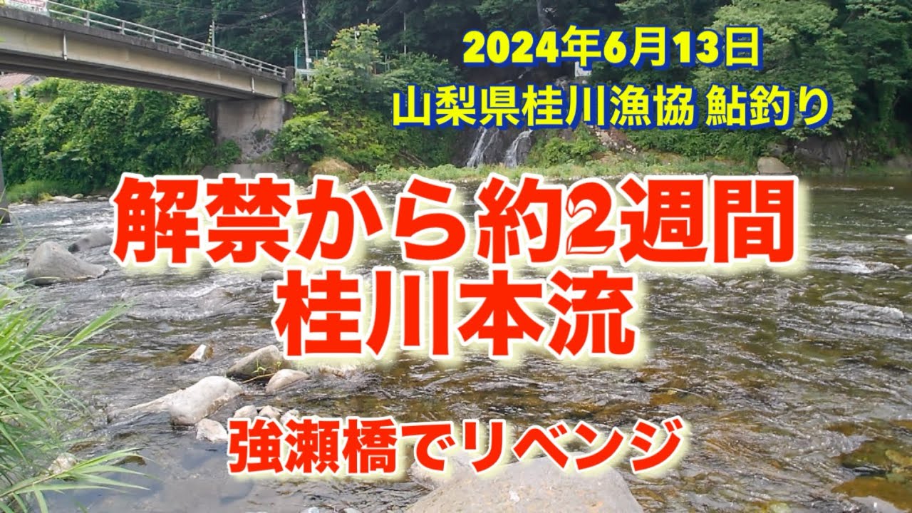 山梨県桂川漁協 桂川本流 鮎釣り 2024年6月13日 強瀬橋でリベンジ