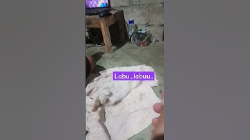Thumbnail of Emang boleh seluchu ini ching... #ukulele #song #music #funny #kucingoyenbarbar #cat