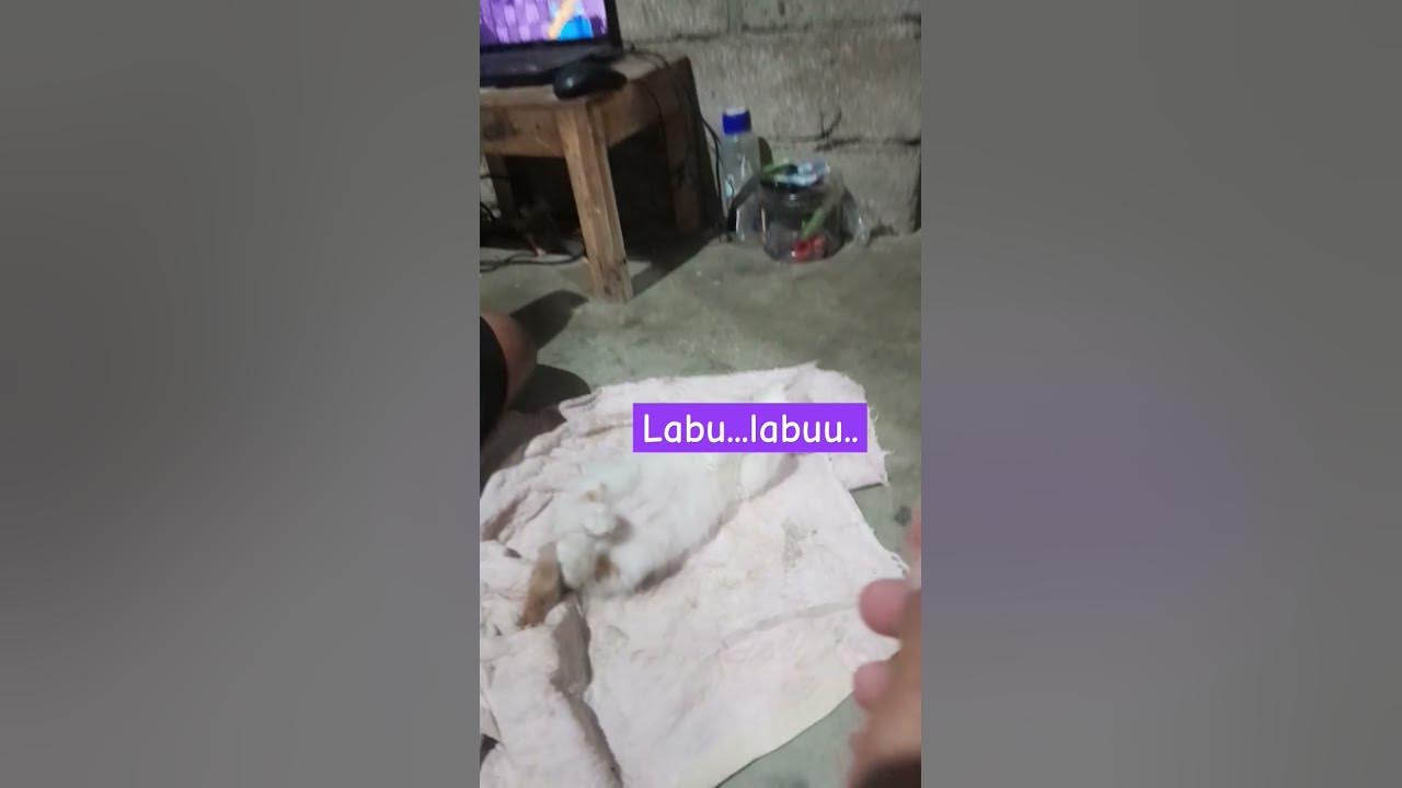 Emang boleh seluchu ini ching... #ukulele #song #music #funny #kucingoyenbarbar #cat