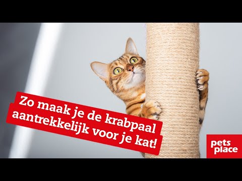 Video: Hoe u uw kat kunt helpen badtijd te verdragen: 11 stappen