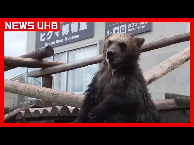 Will they be able to catch them successfully? Eight bear cubs take