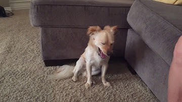 Training Ollie Using Counterconditioning for Separation Anxiety