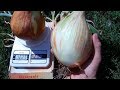 Тонкости выращивания лука Эксибишен (1,2 кг луковица)