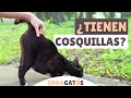 ¿Los gatos TIENEN COSQUILLAS?