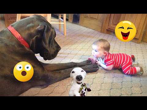 TOP Funny Dog Moments That Made 2026 😂🐶 Try Not To Laugh!