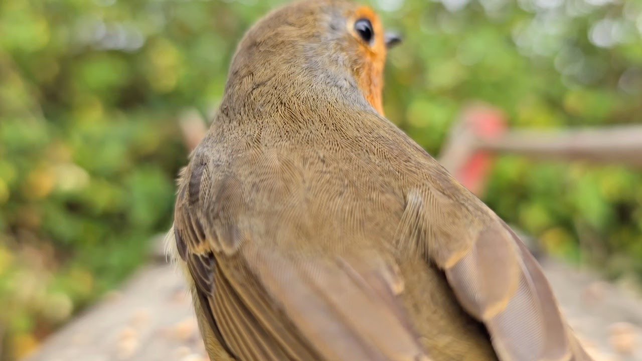 Кошачье ТВ 🐦 | 2-часовая компиляция наблюдения за птицами | Дрозд, Синицы, Зяблики, Воробьи