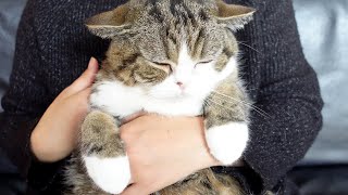 【まる編】新年に備えて身だしなみを整えるねこ。Maru's claws trimming for the new year.