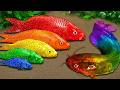 Best Of Small Fish Recipe | MINIATURE Fish Cooking Made EASY with Simple Recipe