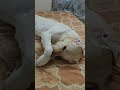 Charlie ko itni masti aari h dekho kitni masti aari h guys apne Bed par mere Charlie ko (Mumbai)...
