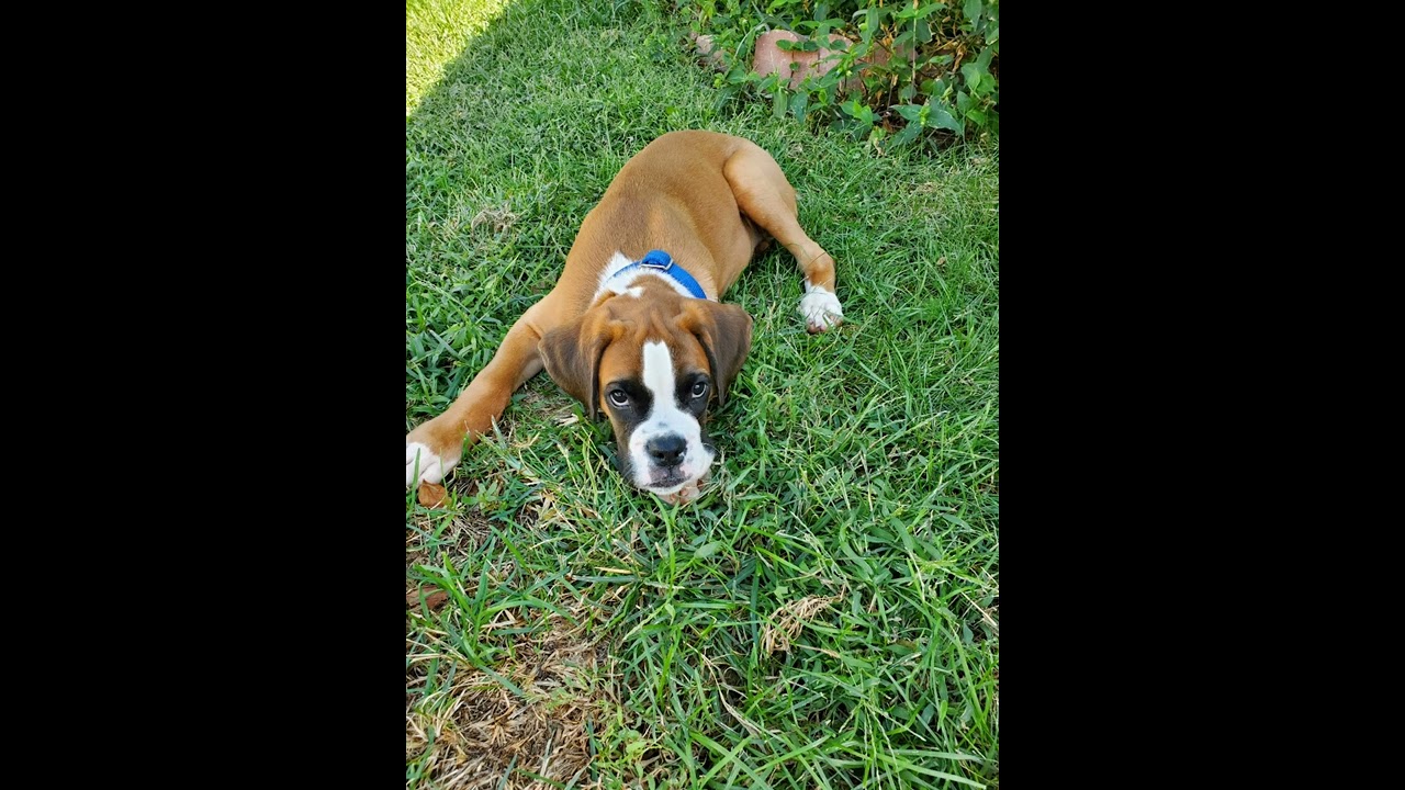 Millard's Prince Murphy. His cuteness.