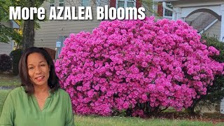 For an Abundance of Azaleas Blooms Every Year do these 6 Things