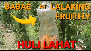 Amazing Walang gastos na Fruit fly Attractant using Ripe Ampalaya|Home made Natural attractant