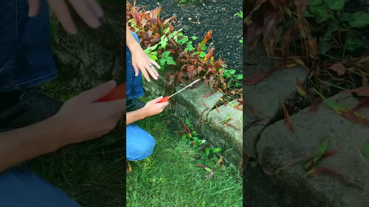 Leonard Wavy Edge Stainless Steel Cut-All Knife