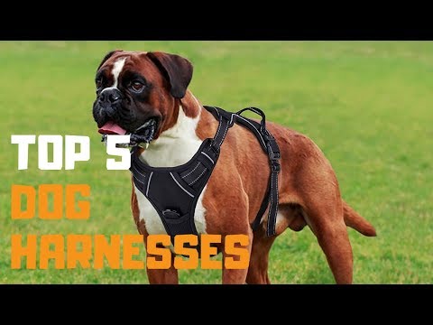 best-dog-harness-in-2019---top-5-dog-harness-review