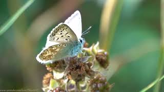 Chalkhill Blue ( Polyommatus coridon) - Brighton, July 2020 On a bright sunny day, if you're lucky, you might see the beautiful higly reflective, silvery shimmer of a newly emerged Chalk Hill Blue, in flight.

That is, if you live in the southern half of the UK, in an area of chalk & limestone hills, with an abundance of its larval food plant, Horseshoe Vetch.

In the UK this butterfly underwent a disturbing decline in numbers between the 1950's and 1990's, but has since recovered in numbers in existing sites rather than through geographical expansion. This is one species which appears to stick rigidly to its regular breeding areas.

It's also a species which benefits from light grazing by sheep, rabbits or other cattle, which perhaps has contributed to what I suspect to be healthy increase in numbers in the Brighton area, I've experienced this year?

The specimen seen in this video is a male, with the female bearing darker, mostly light brown/blue markings on the wings.


(To subscribe for free to my wildlife video channel, please click on 'subscribe' or visit www.yo