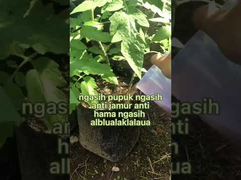 Video: Apakah coran cacing baik untuk semua tanaman?