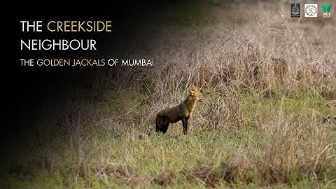 Creekside Neighbours: The Golden Jackals of Mumbai