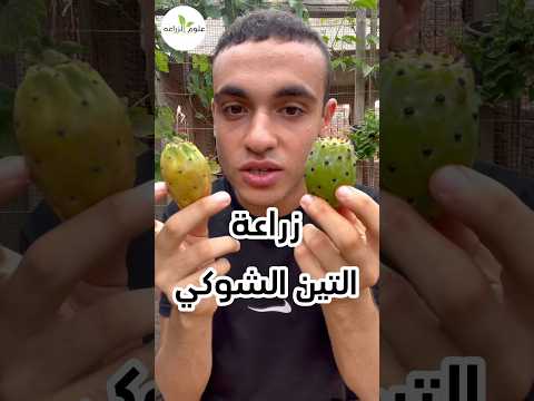 عمرك زرعت التين الشوكي زراعة   اكسبلور زراعة التين اكسبلور