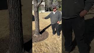 Root flare exposure and sick tree treatment.