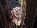 まだ眠たそうなポポちゃん　朝日が眩しい#shorts#犬