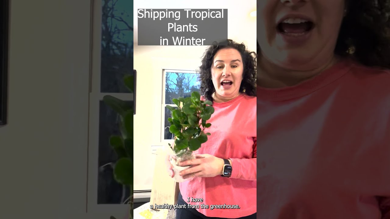How To Ship Plants in Winter Weather? Shipping Secrets - Heat Packs Keep Plants Alive and Well