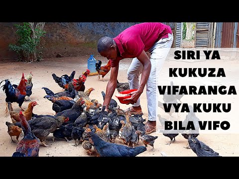 Video: Matikiti maji ya Vyombo: Jinsi ya Kukuza Tikiti maji kwenye Vyombo