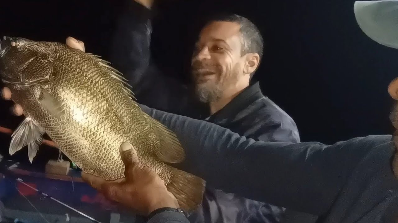 Pescaria de pregereba e espadas!! torneio de pesca em Bertioga, pregereba dourada só peixe bonitoo!!