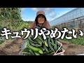 【もううんざりです】採っても採っても採り切れない【夢そだち】【夏すずみ】【シャキット】