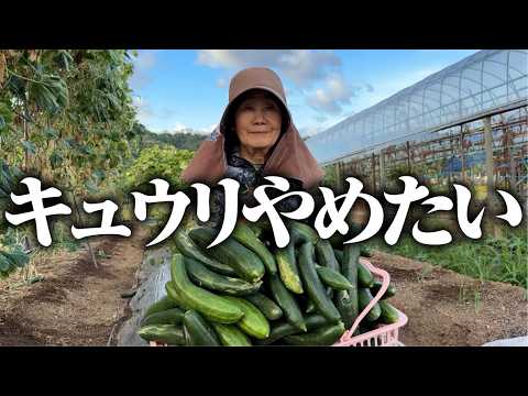 【もううんざりです】採っても採っても採り切れない【夢そだち】【夏すずみ】【シャキット】