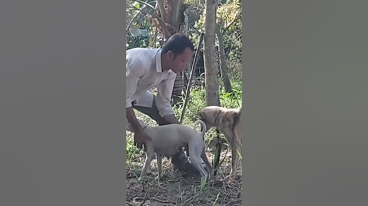 How to breed multiple dogs