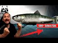 Russian fishing 4  nordmeer  600 silberstd  auf kleine fische sardine hering