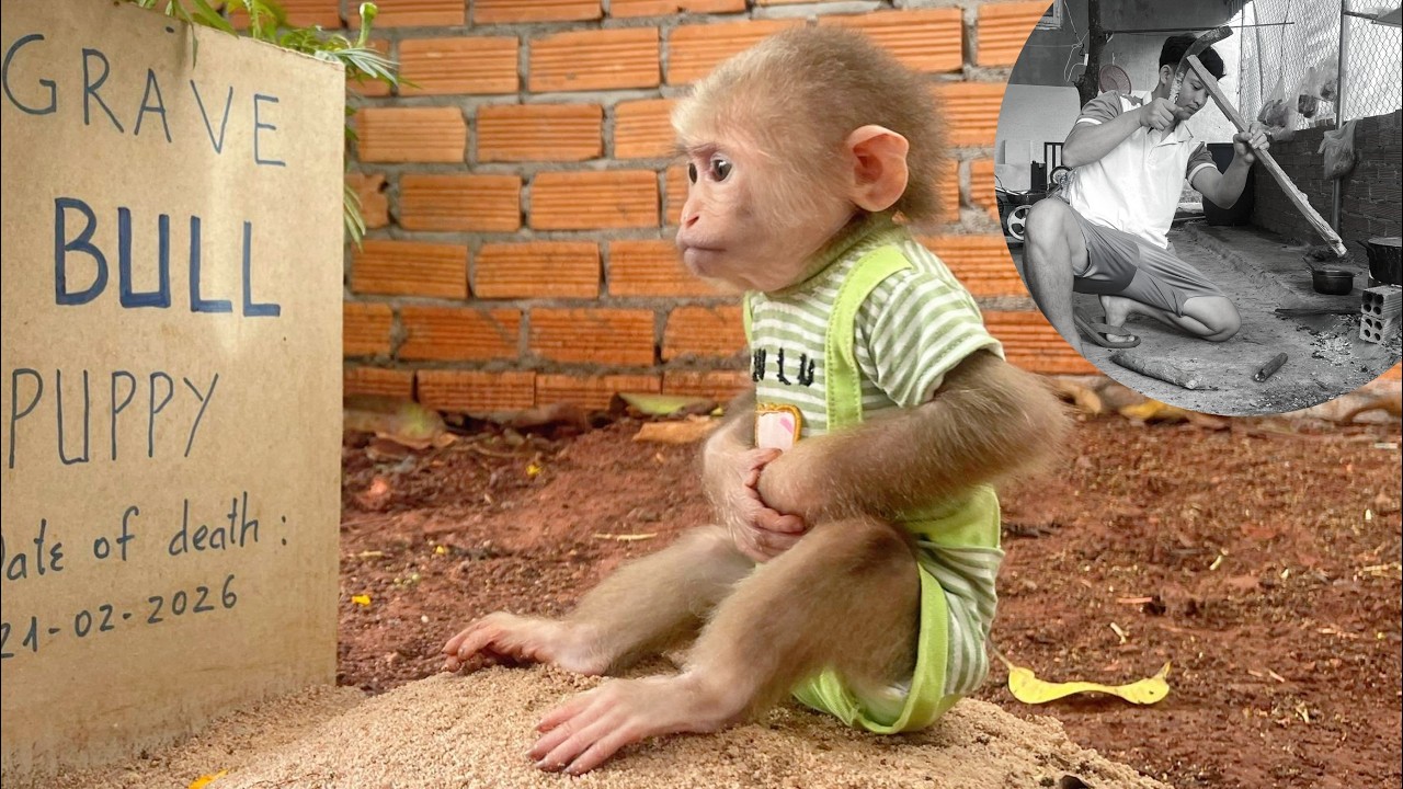 Lulu feels sad and misses Bull whenever her dad is busy with work