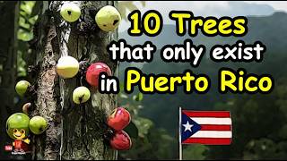 10 Rare Trees that only exist in Puerto Rico