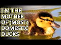 Mallard facts: the most common duck | Animal Fact Files