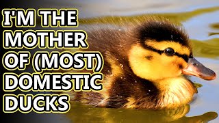 Mallard facts: the most common duck | Animal Fact Files