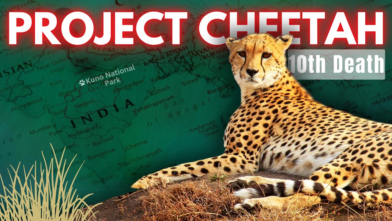 Why CHEETAHS are DYING in India? Failure or Propoganda - YouTube