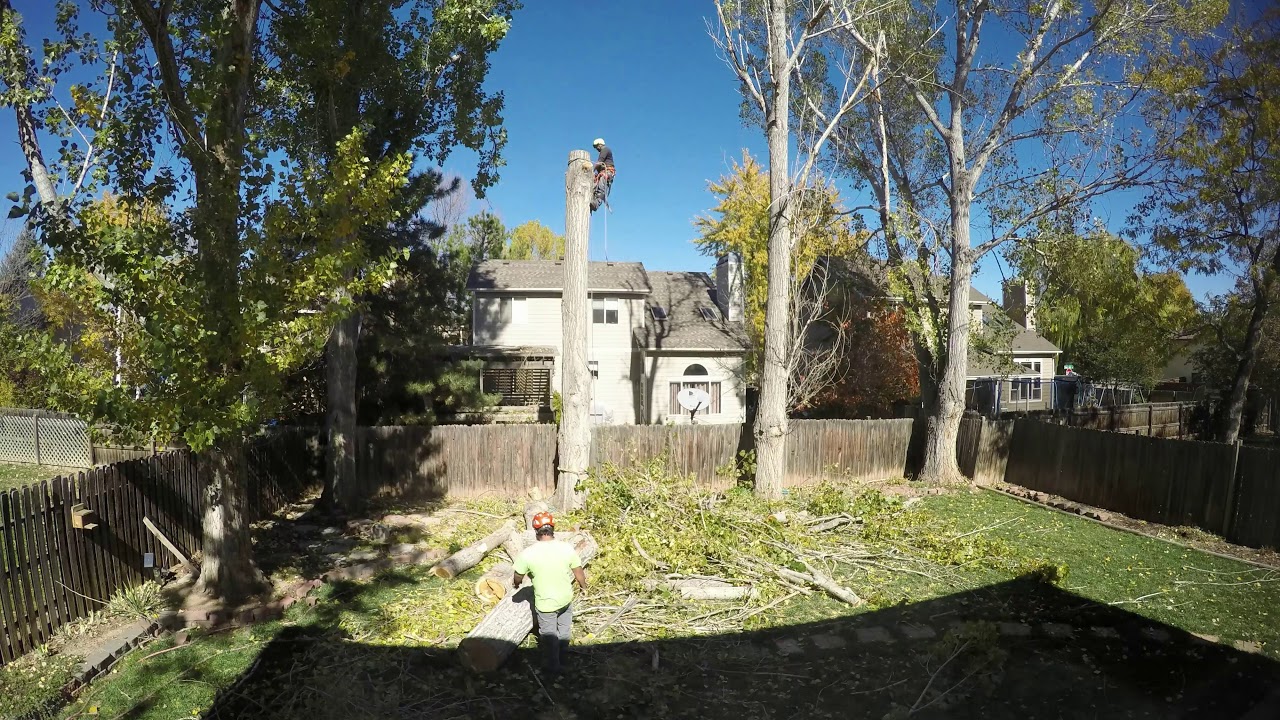 Time lapse tree removal - YouTube