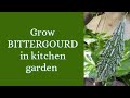 Grow Bittergourd in kitchen garden🍀😋 Meet my Bittergourd plant