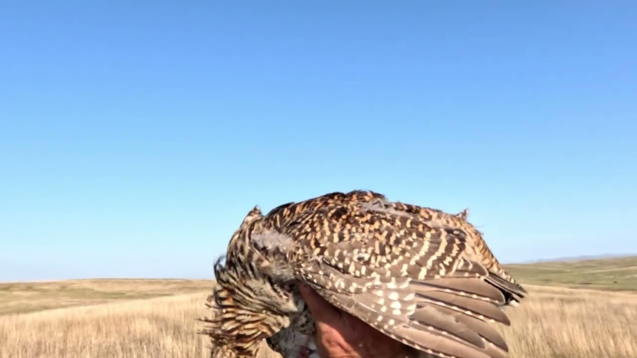South Dakota Grouse Hunting Opener 2025