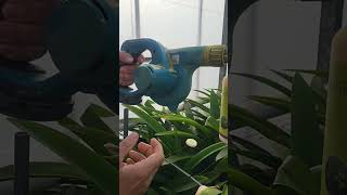 Helping the good bugs win the battle! #behindthescenesinthegreenhouse @thepamperedstamper