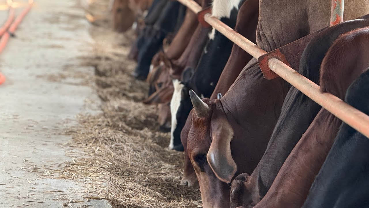 দুগ্ধখামারের প্রতিদিনের কর্মকাণ্ড : বাস্তব অভিজ্ঞতা- পর্ব-১। (Daily work in Dairy farm @SwarupAgro )