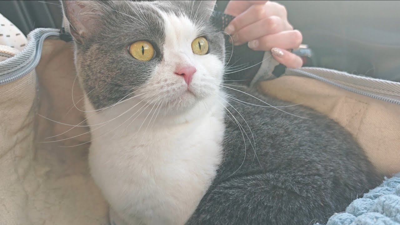 突然鼻血が出てしまったビビを病院で診てもらいました