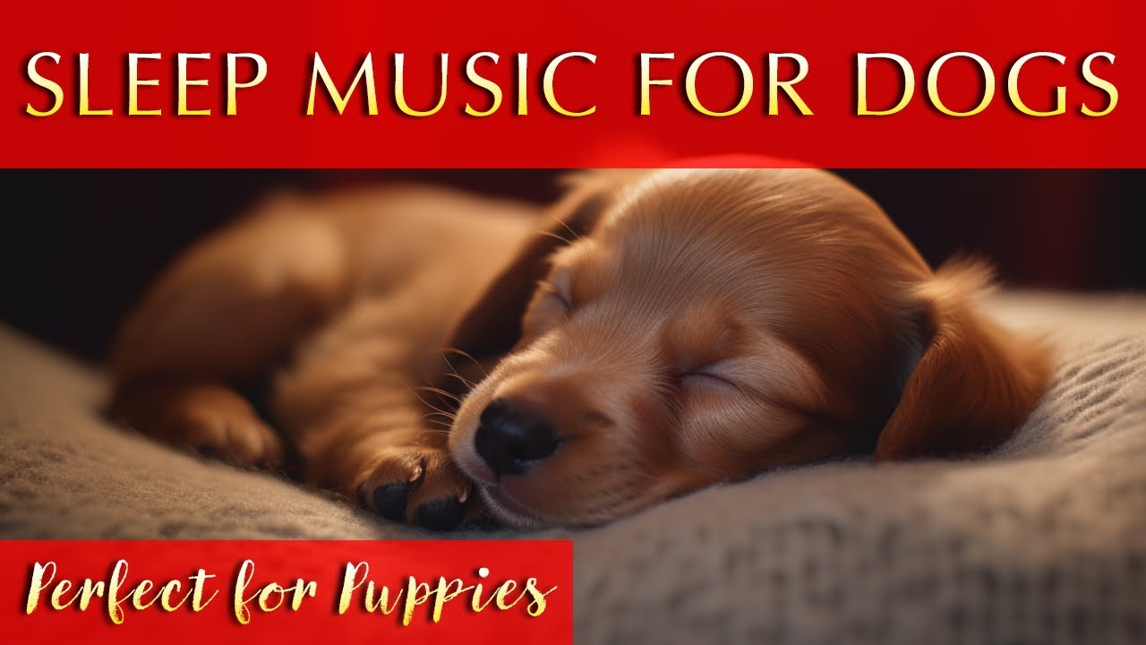 Soothing Music for Dogs and Puppies to Sleep To ♫ Calm and Relax Your Dog Effectively YouTube