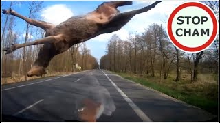 Uwaga! Zwierzęta na drodze  [Nie dla wrażliwych +18]