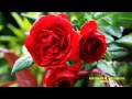 Faunes et flores roses de la Réunion KREOLERTV HD.