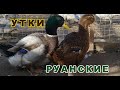 Как правильно инкубировать яйца, с разорванной воздушной камерой. Руанские утки.