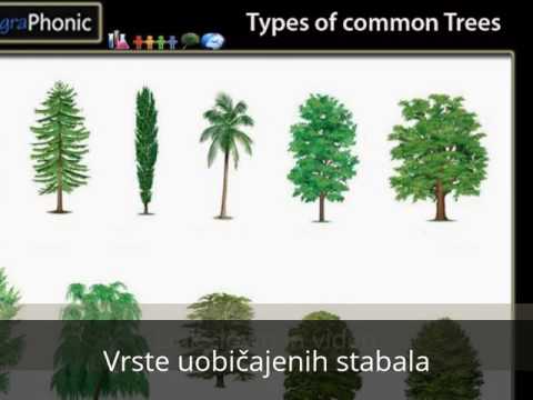 Video: Njega ukrasnog drveća - Kako koristiti ukrasna stabla u krajoliku