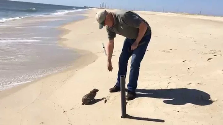 Bethany Beach rabbit