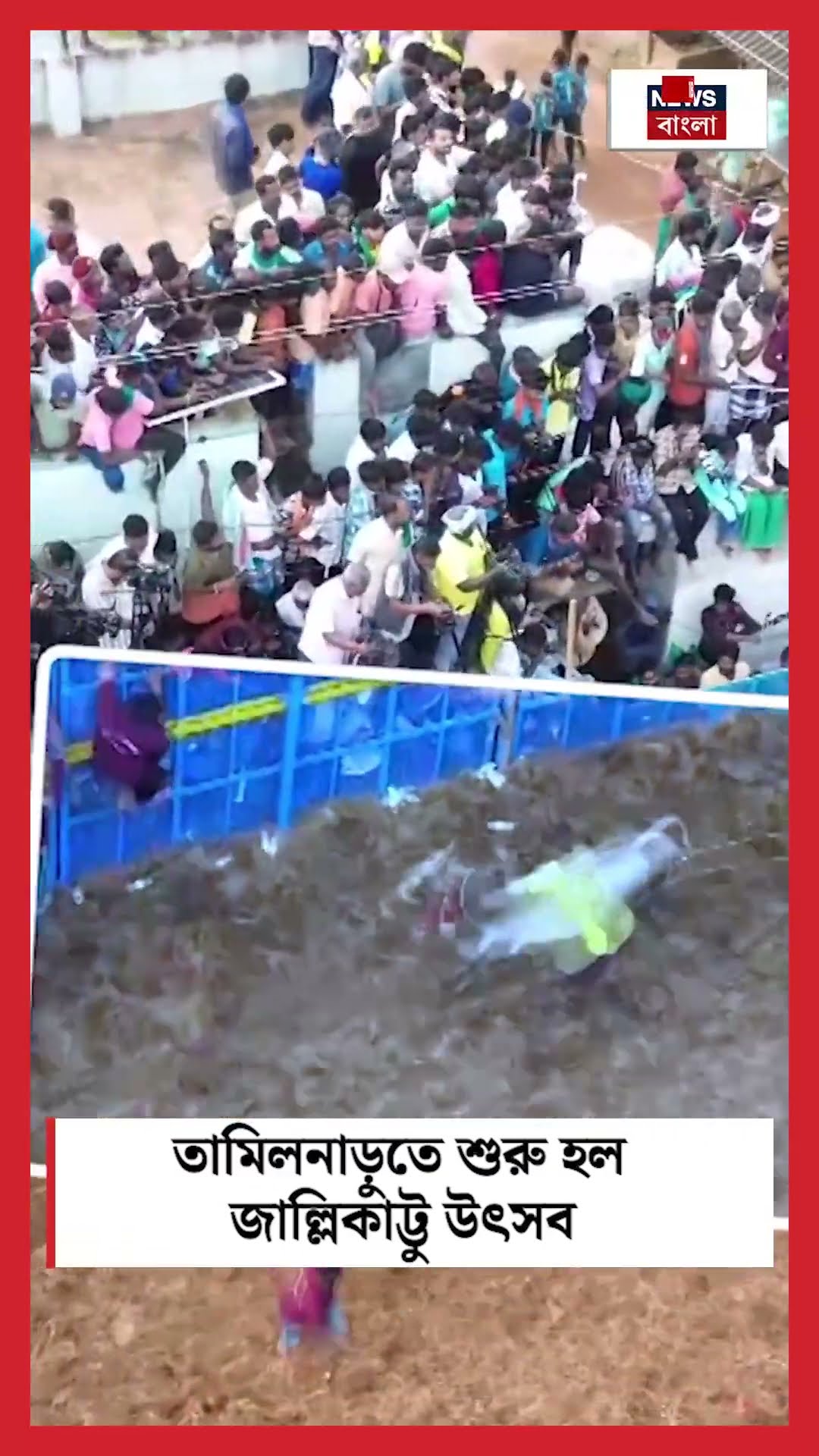 Tamilnadu তে শুরু হল Jallikattu উৎসব । N18S । #shorts