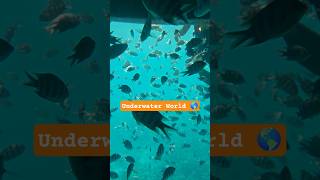 Underwater 🤿#ytshorts #shorts #egypt #fish
